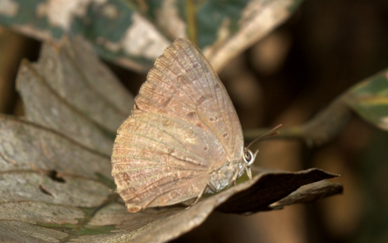 Indian Oakblue